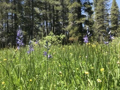 Camassia quamash