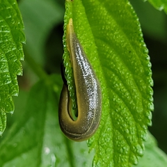 Vaginulus taunaisii