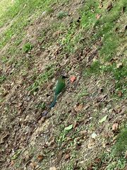 Momotus subrufescens