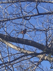 Turdus migratorius