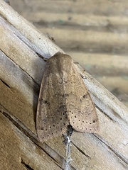 Orthosia arthrolita