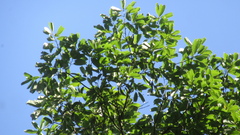 Aiouea montana