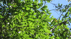 Aiouea montana