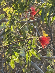 Calliandra californica