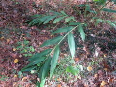 Hedychium