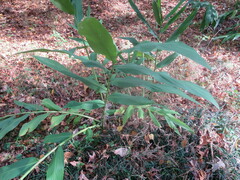 Hedychium