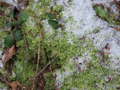 Trichocolea tomentella