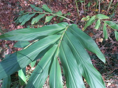 Hedychium