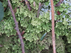 Trichocolea tomentella