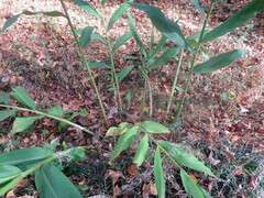 Hedychium