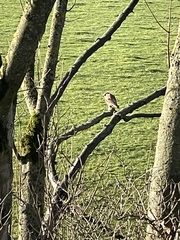 Falco tinnunculus tinnunculus