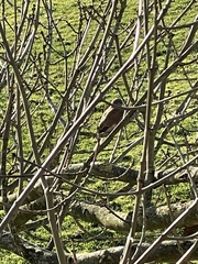 Falco tinnunculus tinnunculus