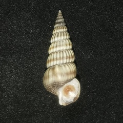 Cerithideopsis largillierti