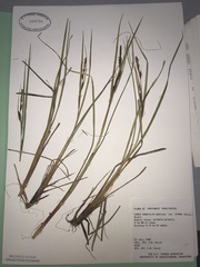 Carex aquatilis stans