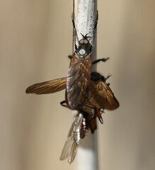 Empis