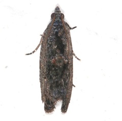 Olethreutinae