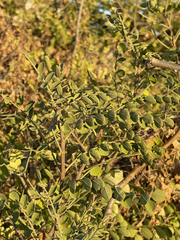 Diphysa occidentalis