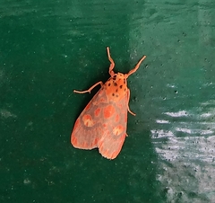 Ammatho cuneonotatus