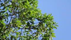 Aiouea montana