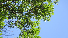 Aiouea montana