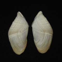 Penitella gabbii