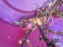 Hedychium