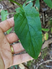 Nabalus serpentarius