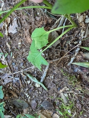 Nabalus serpentarius