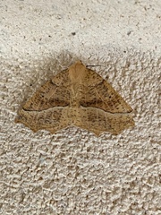 Tetracis jubararia