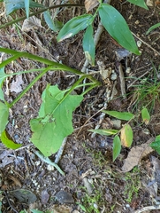 Nabalus serpentarius