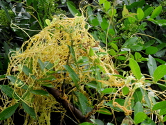 Cuscuta racemosa