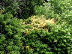 Cuscuta racemosa