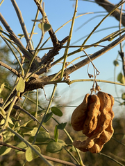 Diphysa occidentalis