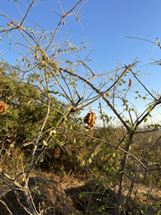 Diphysa occidentalis