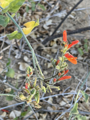 Justicia californica