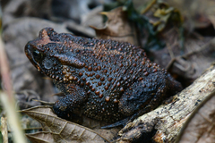 Sclerophrys regularis