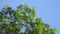 Aiouea montana