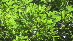Aiouea montana