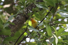 Piranga bidentata