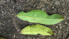 Aiouea montana