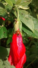 Diabrotica limitata