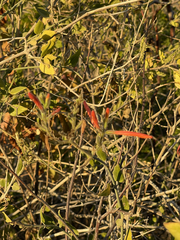 Justicia californica