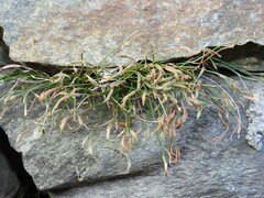 Asplenium septentrionale