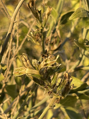Justicia californica