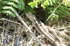 Microlophus occipitalis