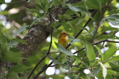 Piranga bidentata
