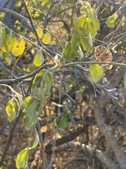 Diphysa occidentalis