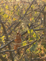 Diphysa occidentalis