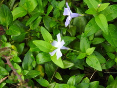 Vinca difformis