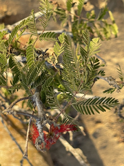Calliandra californica